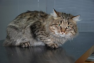 1280 X 857 176.9 Kb 1280 X 857 188.9 Kb Кошки в стационаре Ветсервиса. Нужна материальная помощь!