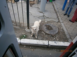 1920 X 1440 788.3 Kb SOS! Сбежала собака Мила (дубль два)!