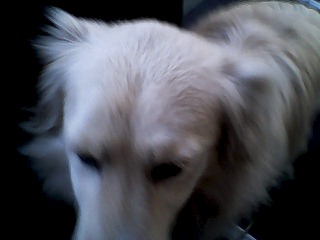 640 X 480 36.5 Kb 1920 X 1440 788.3 Kb SOS! Сбежала собака Мила (дубль два)!