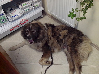 1920 X 1440 613.1 Kb 1280 X 853 146.1 Kb    