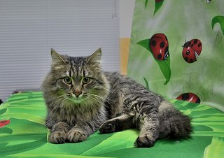 604 X 427 50.1 Kb Кошки в стационаре Ветсервиса. Нужна материальная помощь!