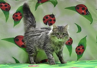 604 X 427 57.1 Kb Кошки в стационаре Ветсервиса. Нужна материальная помощь!