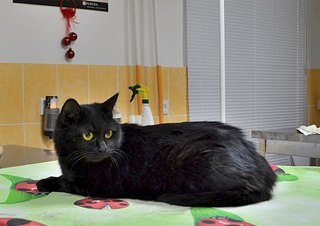 604 X 427 39.7 Kb Кошки в стационаре Ветсервиса. Нужна материальная помощь!