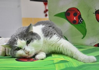 604 X 427 44.5 Kb Кошки в стационаре Ветсервиса. Нужна материальная помощь!