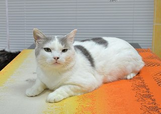 604 X 427 39.4 Kb Кошки в стационаре Ветсервиса. Нужна материальная помощь!