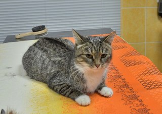 604 X 427 53.0 Kb Кошки в стационаре Ветсервиса. Нужна материальная помощь!