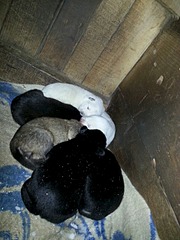 960 X 1280 293.7 Kb 960 X 1280 211.1 Kb 960 X 1280 302.4 Kb     