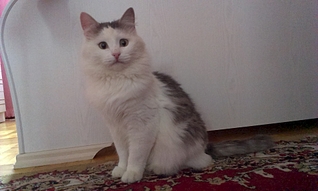 1920 X 1149  99.1 Kb     ,  