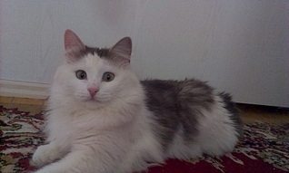 1920 X 1149  98.2 Kb 1920 X 1149  99.1 Kb     ,  