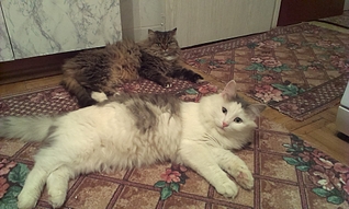 1920 X 1149 157.2 Kb 1920 X 1149 886.1 Kb 1920 X 1149  98.2 Kb 1920 X 1149  99.1 Kb     ,  