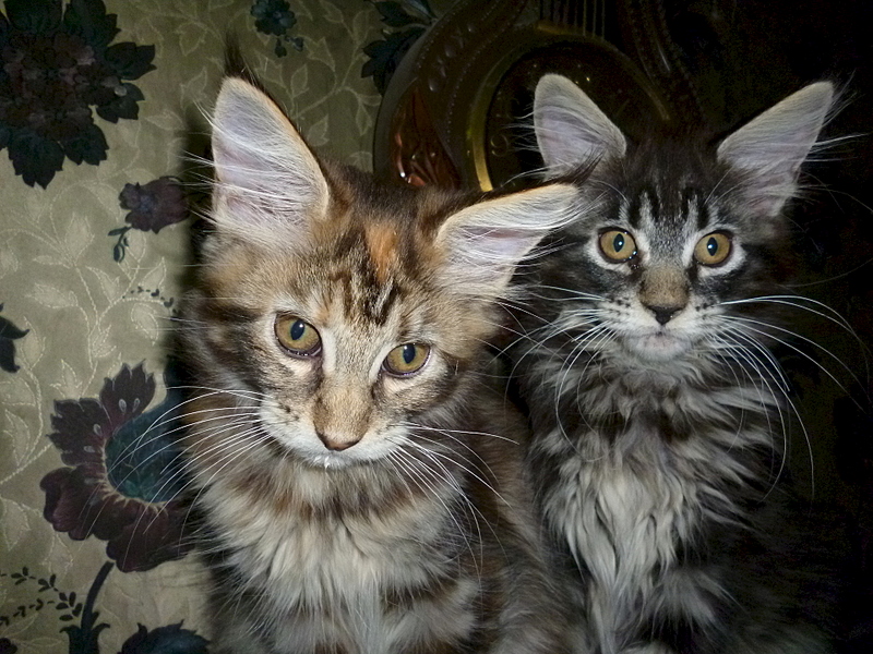 1920 X 1440 250.4 Kb 1920 X 1440 839.7 Kb -  