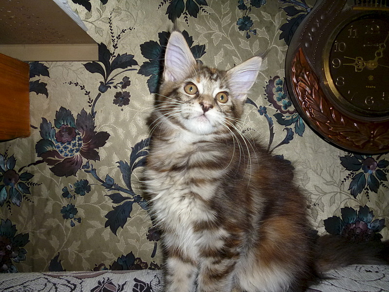 1920 X 1440 868.0 Kb 1920 X 1440 660.9 Kb -  