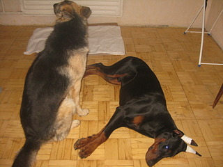 1920 X 1440 529.2 Kb  