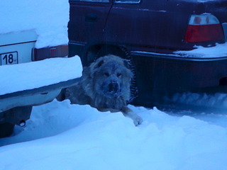 1920 X 1440 575.1 Kb   