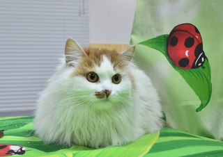 320 x 226 510 X 361  27.2 Kb    