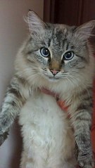 455 X 807  52.7 Kb   .     