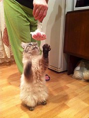 603 X 807  95.3 Kb 455 X 807  52.7 Kb   .     