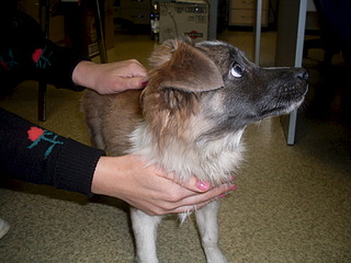 1920 X 1440 602.1 Kb   