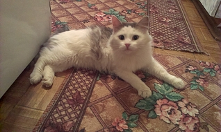 1920 X 1149 166.0 Kb     ,  