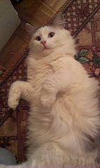 1552 X 2592 175.0 Kb 1920 X 1149 166.0 Kb     ,  