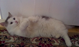 1920 X 1149 938.3 Kb     ,  