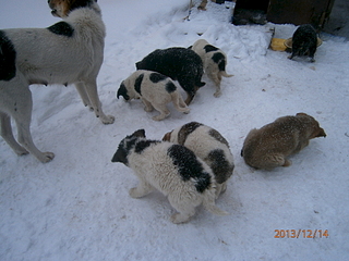 1920 X 1440 164.7 Kb ,       