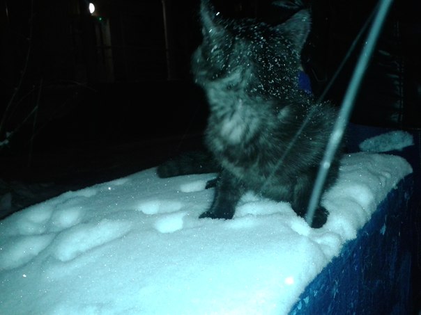 604 x 453 ��� �������� �� ����� �������� �������-�������, ����� 2 ���.