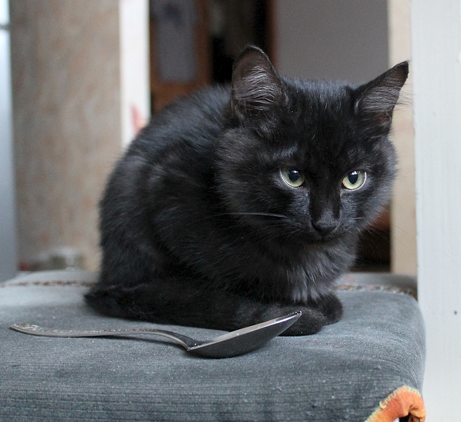 1000 X 916 346.7 Kb 1000 X 667 249.5 Kb ��� �������� �� ����� �������� �������-�������, ����� 2 ���.