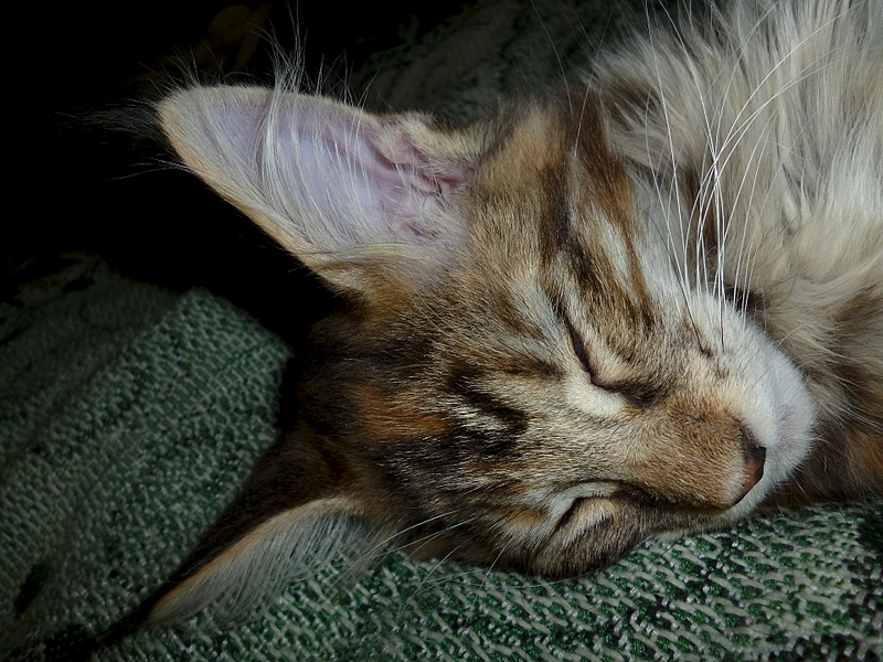 1920 X 1440 312.0 Kb -  