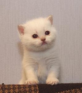 768 X 866 55.0 Kb 839 X 768 64.4 Kb 975 X 768 52.3 Kb Питомник'Gem Sweet'.Любимые британские ПЛЮШКИ.Есть КОТЯТА! Белые,черные и рыжие!