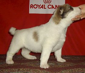 460 X 395 32.3 Kb 474 X 388 31.6 Kb 608 X 454 38.8 Kb 1920 X 1440 610.6 Kb 421 X 234 21.3 Kb   