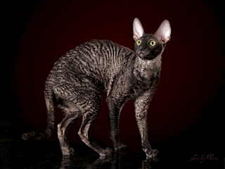 1600 X 1200 643.9 Kb 1024 X 683 215.9 Kb   