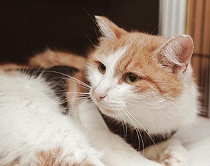 304 x 240 304 x 240       .