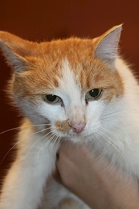 333 X 500 38.3 Kb       .