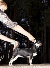 317 X 431 30.3 Kb ������������� �� ��������� moriss