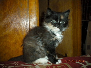 1920 X 1440 792.9 Kb       ,       