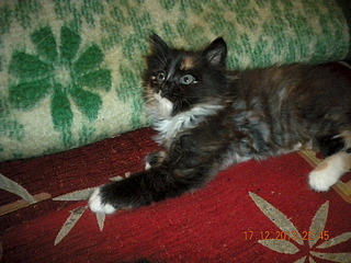 1920 X 1440 846.6 Kb       ,       