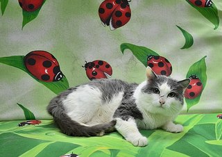 604 X 427 57.5 Kb       ,       