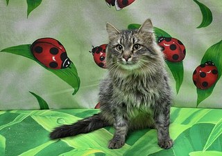 604 X 427 61.2 Kb       ,       