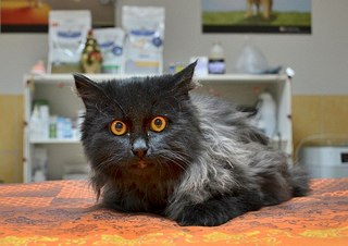 604 X 427 48.6 Kb       ,       