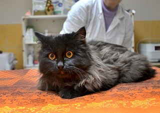 604 X 427 53.8 Kb       ,       