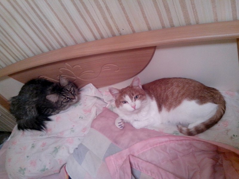 1280 X 960 163.0 Kb     !