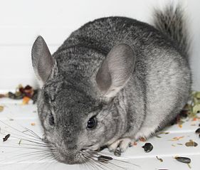 1433 X 1220 191.2 Kb 1121 X 927 91.8 Kb  