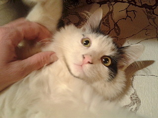 320 x 240 Котенок Венечка ищет новый дом!