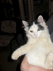 180 x 240 320 x 240 Котенок Венечка ищет новый дом!