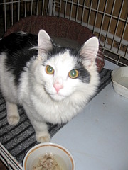 180 x 240 180 x 240 320 x 240 Котенок Венечка ищет новый дом!