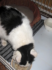 180 x 240 180 x 240 180 x 240 320 x 240 Котенок Венечка ищет новый дом!