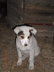 453 X 604  55.6 Kb   ()   !