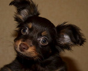 553 X 450 29.5 Kb Кто как приучает щенка ходить в лоток(пеленку)?