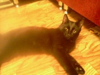 320 x 240 453 X 604 49.1 Kb     !